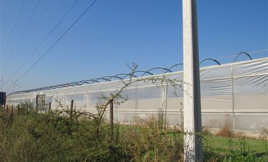 Agrícola en Venta en terreno agrícola Ruta H-830 Vivero San Vicente sin comisión venta directa