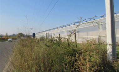 Agrícola en Venta en terreno agrícola Ruta H-830 Vivero San Vicente sin comisión venta directa