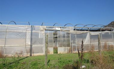 Agrícola en Venta en terreno agrícola Ruta H-830 Vivero San Vicente sin comisión venta directa