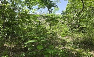 ¡Excelente terreno con Cenote en venta! Temozon, Yucatán.