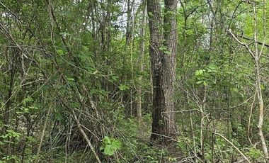 ¡Excelente terreno con Cenote en venta! Temozon, Yucatán.