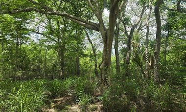 ¡Excelente terreno con Cenote en venta! Temozon, Yucatán.