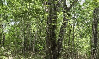¡Excelente terreno con Cenote en venta! Temozon, Yucatán.
