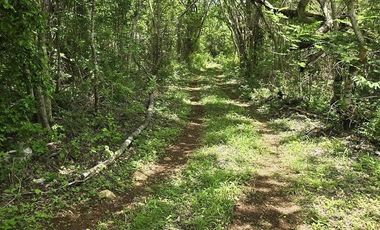 ¡Excelente terreno con Cenote en venta! Temozon, Yucatán.