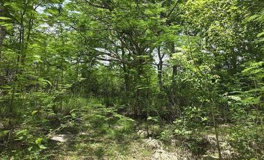 ¡Excelente terreno con Cenote en venta! Temozon, Yucatán.