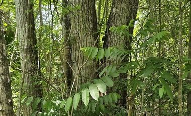 ¡Excelente terreno con Cenote en venta! Temozon, Yucatán.