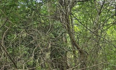¡Excelente terreno con Cenote en venta! Temozon, Yucatán.