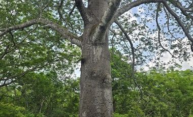 ¡Excelente terreno con Cenote en venta! Temozon, Yucatán.