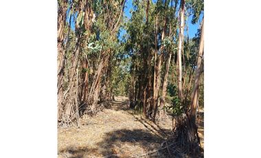 VENTA PARCELA EN PUMANQUE / 10.650 M2
