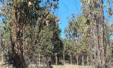 VENTA PARCELA EN PUMANQUE / 10.650 M2