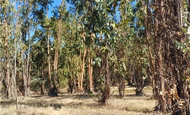 VENTA PARCELA EN PUMANQUE / 10.650 M2