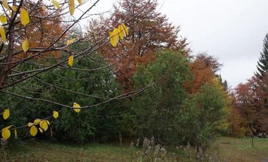 Amplia Casa con 3 dormitorios rodeada de bosque y cercano a Laguna Rosales