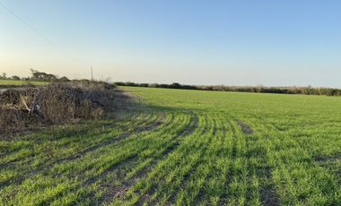 Zona Espinillo. Vendo 13 Hectareas de campo en produccion.