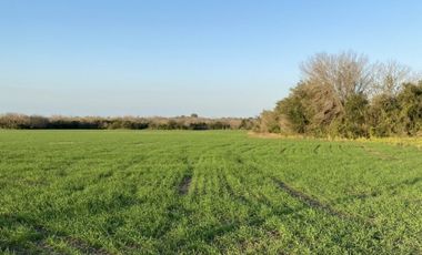 Zona Espinillo. Vendo 13 Hectareas de campo en produccion.