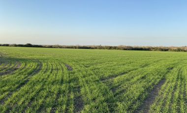 Zona Espinillo. Vendo 13 Hectareas de campo en produccion.
