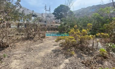 Terrenos Tratamiento Especial Venta CAL.  Los Ficus esquina Pasaje Los Ficus - PUENTE PIEDRA