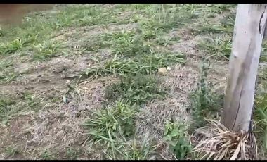 Se venden 5 lotes en medio Dapa