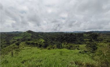 Se Vende Finca de 35 HAS  Santa Rosa-La Chorrera (DR)