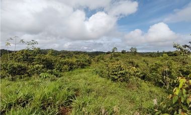 Se Vende Finca de 35 HAS  Santa Rosa-La Chorrera (DR)