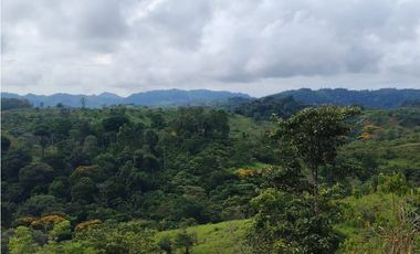 Se Vende Finca de 35 HAS  Santa Rosa-La Chorrera (DR)