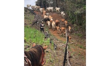 FINCA CON CASA DE 2 PISO / CAPIRA / 38 HECTAREA / RIO Y OJO DE AGUA JC