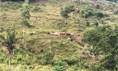 FINCA CON CASA DE 2 PISO / CAPIRA / 38 HECTAREA / RIO Y OJO DE AGUA JC