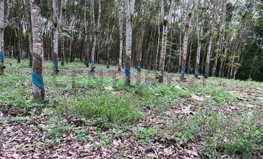 EN VENTA PROPIEDAD DE 83 HECTAREAS PRODUCTORA DE CAUCHO