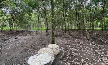 EN VENTA PROPIEDAD DE 83 HECTAREAS PRODUCTORA DE CAUCHO