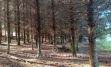 PRECIO OPORTUNIDAD   Parcelas en  Panguipulli venta Directa  SIN COMISION