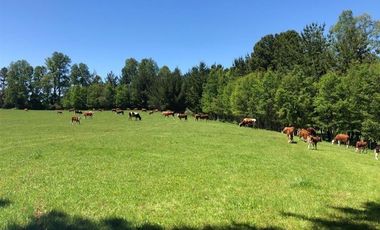 Parcela en Venta en Opciones entre Villarrica, Loncoche y Gorbea