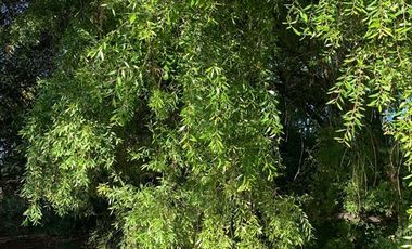 Parcela en Venta en CODOMINIO EL CIENAGO