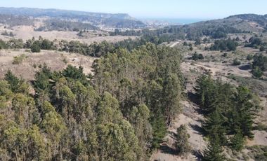 MAQUICILLO, MATANZAS, PUPUYA