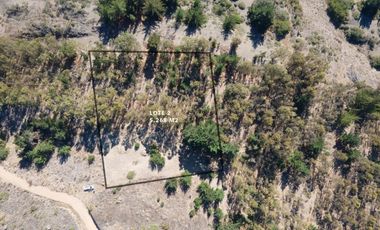 MAQUICILLO, MATANZAS, PUPUYA