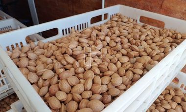 Venta - Chacra en Producción - Manzana, Pera, Cereza, Almendra - R022