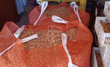 Venta - Chacra en Producción - Manzana, Pera, Cereza, Almendra - R022