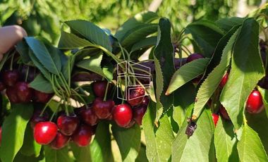Venta - Chacra en Producción - Manzana, Pera, Cereza, Almendra - R022