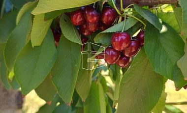 Venta - Chacra en Producción - Manzana, Pera, Cereza, Almendra - R022