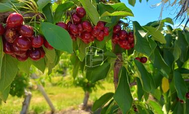 Venta - Chacra en Producción - Manzana, Pera, Cereza, Almendra - R022