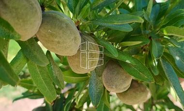 Venta - Chacra en Producción - Manzana, Pera, Cereza, Almendra - R022