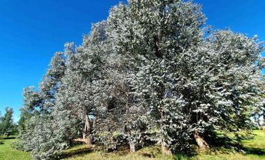VENTA CASA 5 AMBIENTES ESTANCIA LAS LILAS LUJAN