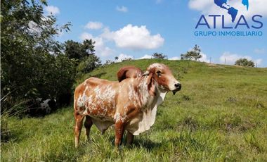 VENTA DE  FINCA EN LEBRIJA / SANTANDER   COD: 863