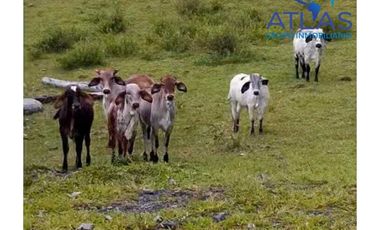 VENTA DE  FINCA EN LEBRIJA / SANTANDER   COD: 863