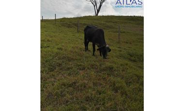 VENTA DE  FINCA EN LEBRIJA / SANTANDER   COD: 863