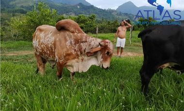 VENTA DE  FINCA EN LEBRIJA / SANTANDER   COD: 863