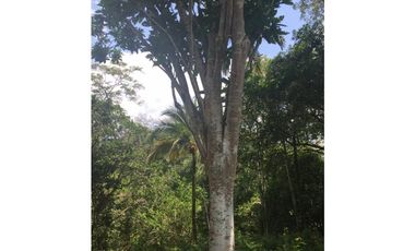 TERRENO + RIO AHUASHIYACU