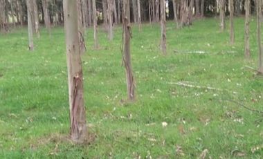 VENTA PARCELA CURACO, CAÑETE -Antu