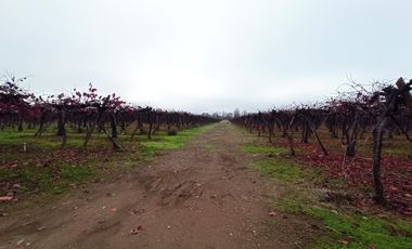 PROPIEDAD AGRICOLA EN VENTA, CAMPO DE 91 HA, TENO