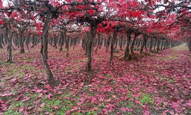 PROPIEDAD AGRICOLA EN VENTA, CAMPO DE 91 HA, TENO