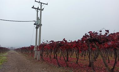 PROPIEDAD AGRICOLA EN VENTA, CAMPO DE 91 HA, TENO
