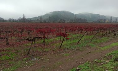 PROPIEDAD AGRICOLA EN VENTA, CAMPO DE 91 HA, TENO